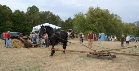 Threshing Using Horse Power